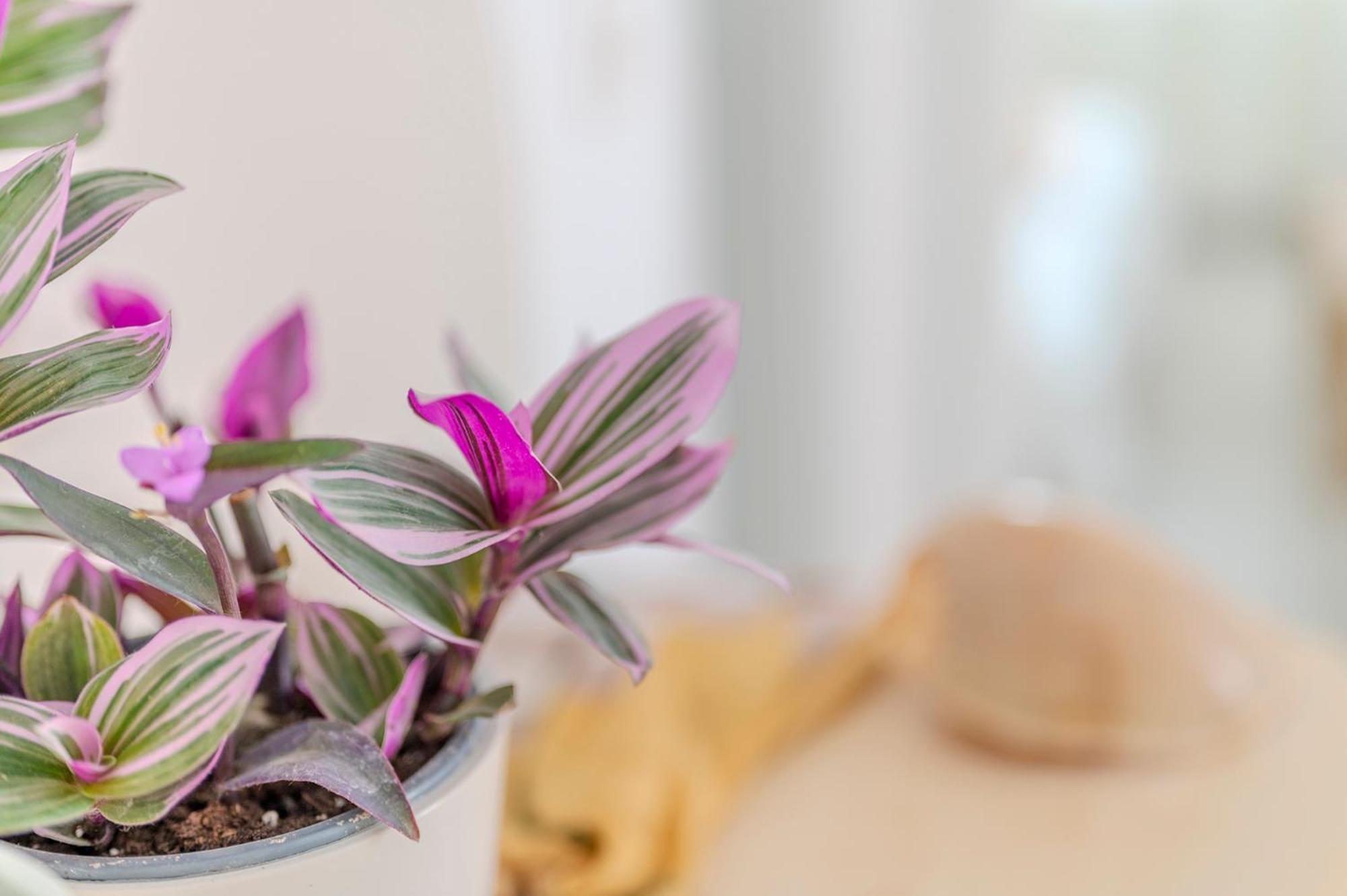 אספרובלטה Stamatia Suites מראה חיצוני תמונה